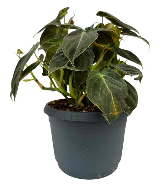 Vireo-Hedera plant BV Philodendron melanochrysum Pack of 5