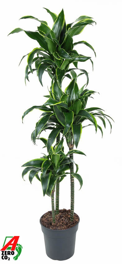 Dracaena fragrans Dorado 140cm 24cm Pot