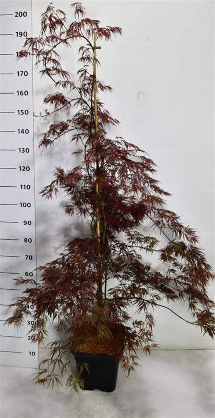 Acer Inaba-shidare 190cm 32cm Pot