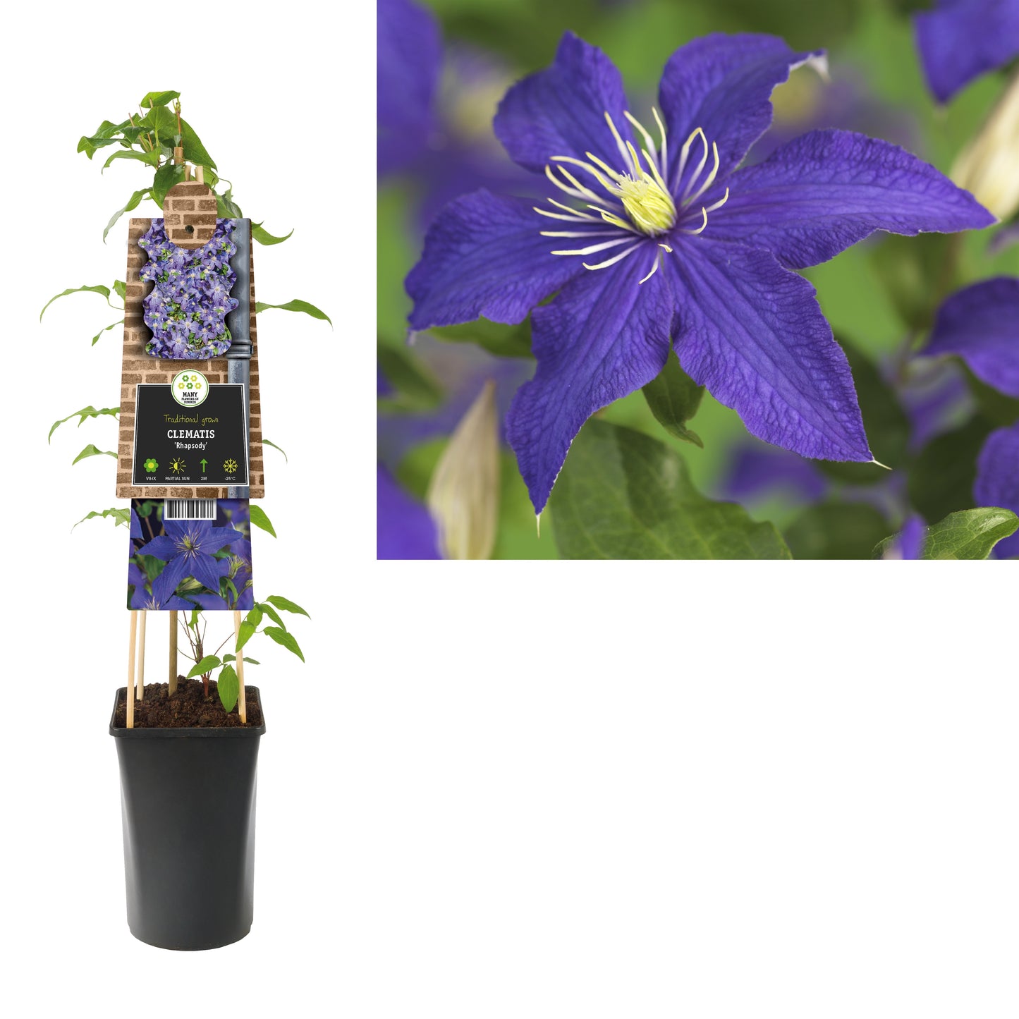 Clematis Rhapsody 75cm 17cm Pot