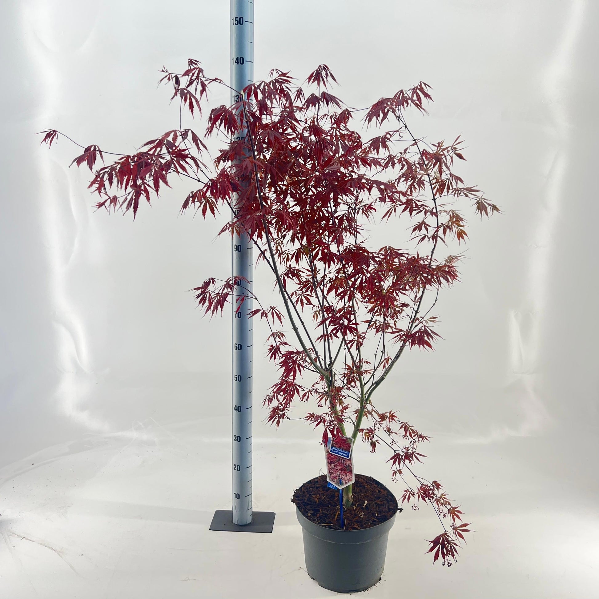 Acer Sumi-Nagashi 60cm 29cm Pot