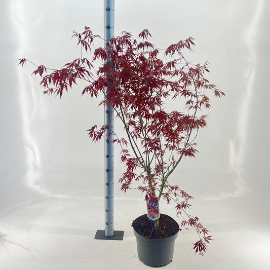 Acer Sumi-Nagashi 60cm 29cm Pot
