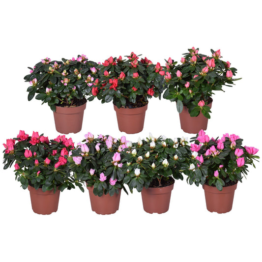 Rhododendron simsii Vogel mix 22cm 12cm Pot