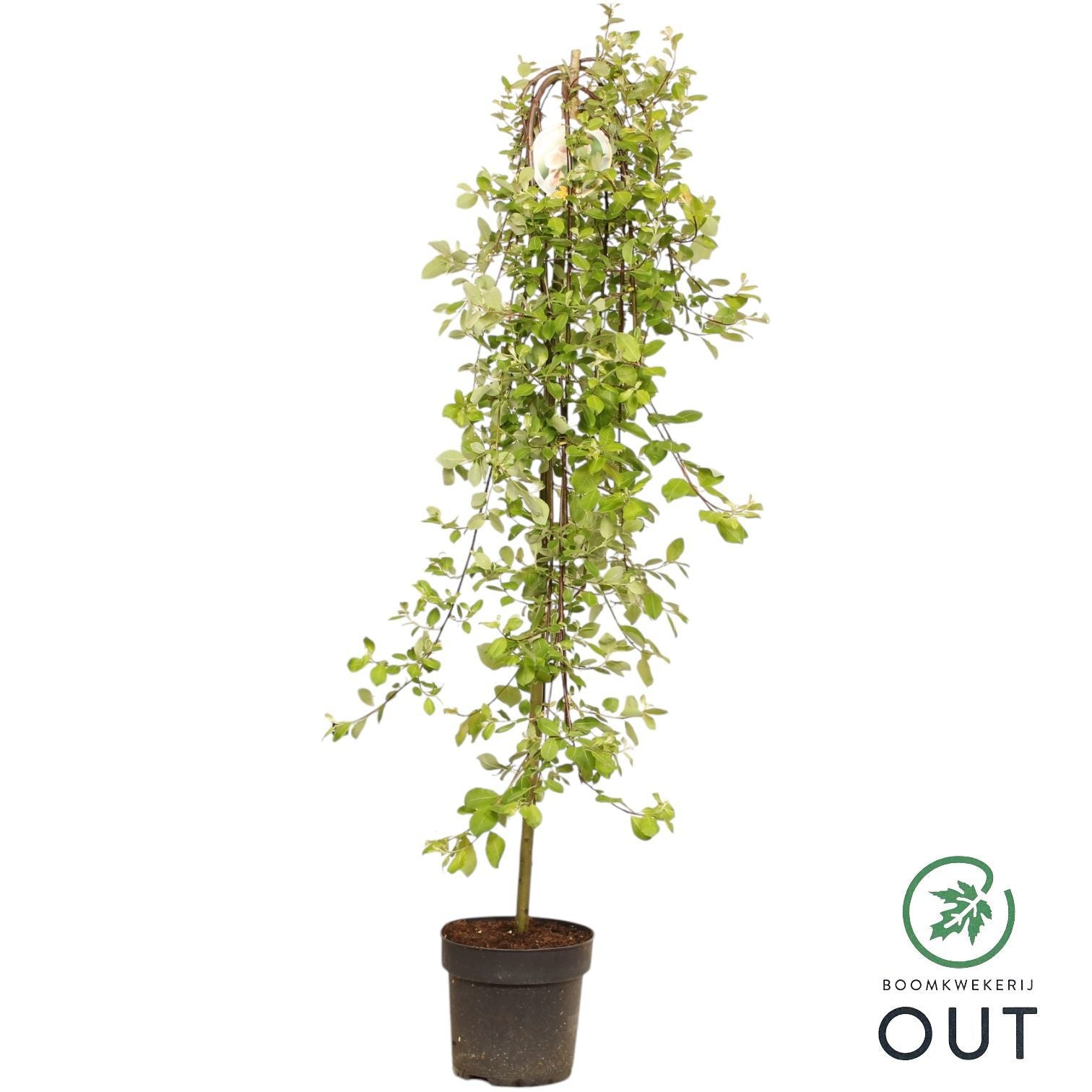 Salix caprea Kilmarnock 150cm 26cm Pot