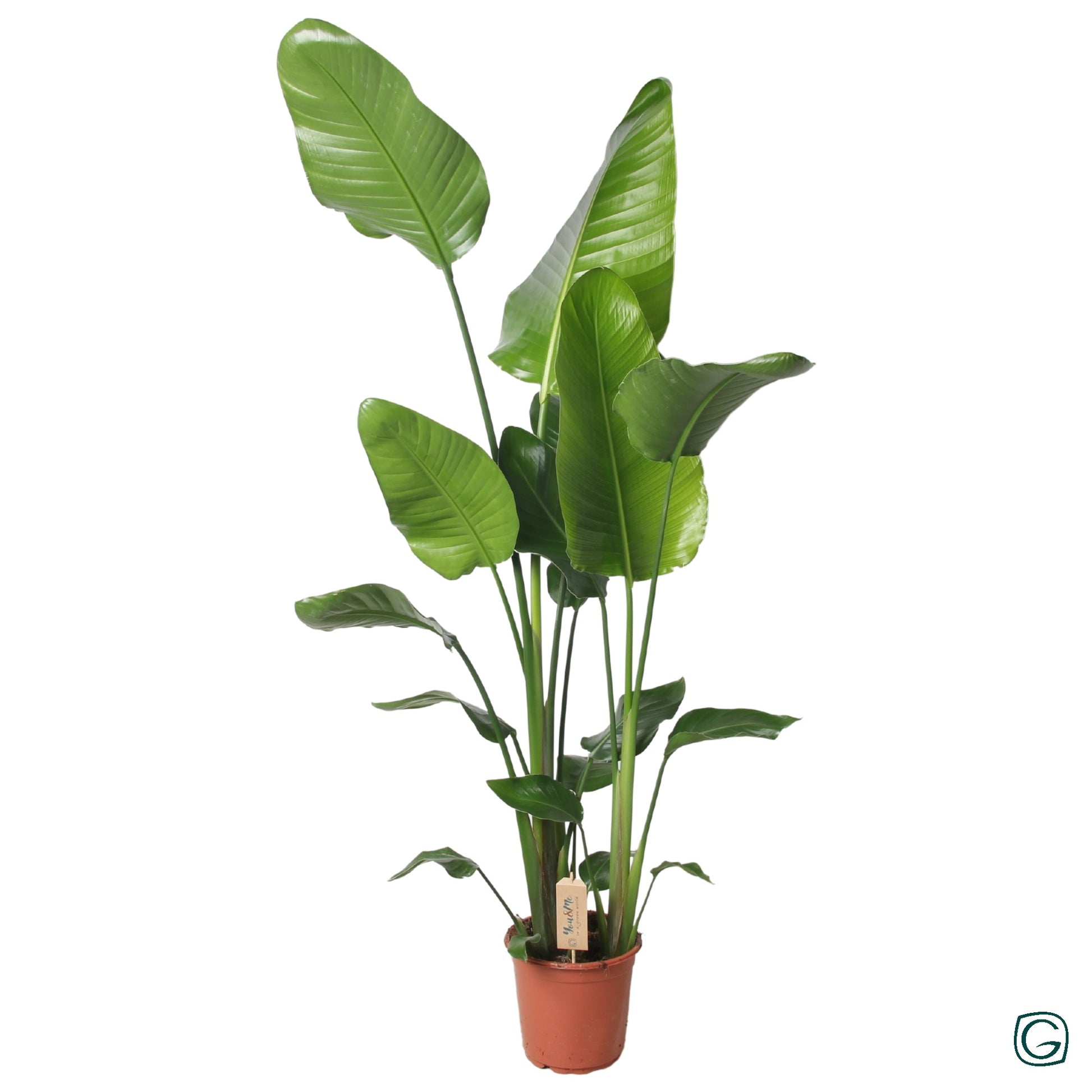 Strelitzia nicolai 130cm 21cm Pot