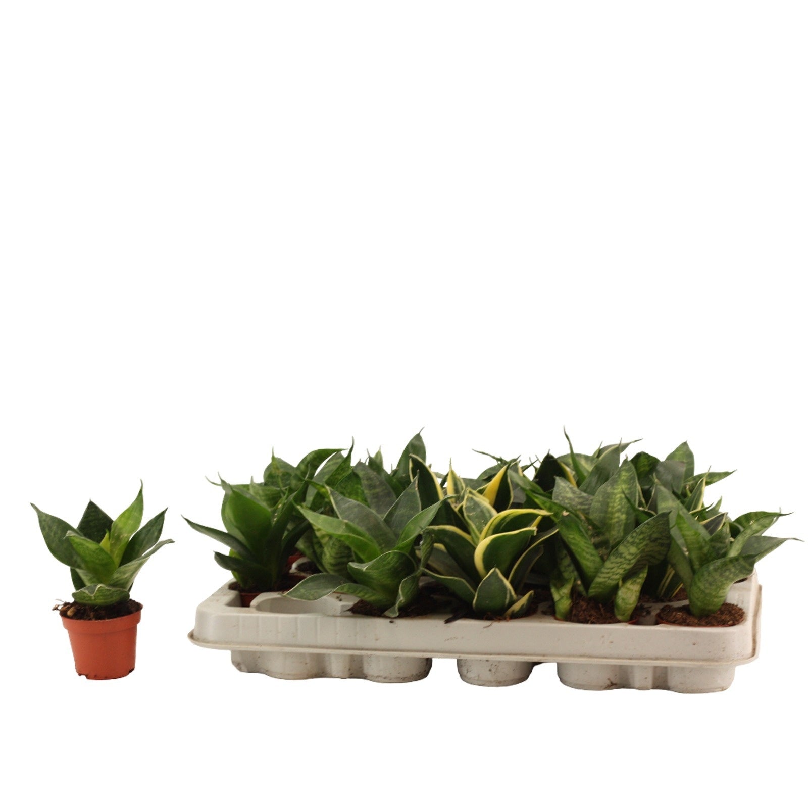 Sansevieria Hahnii 14cm 6cm Pot