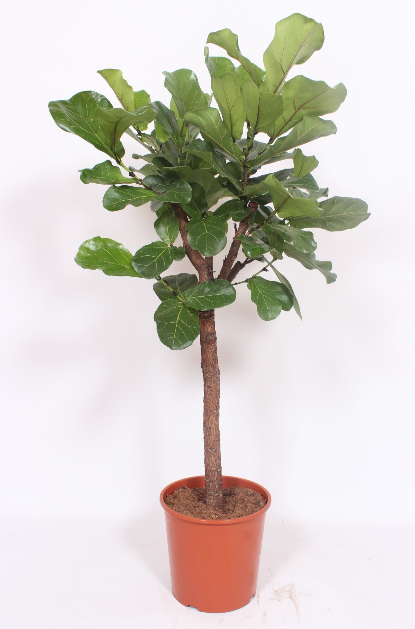 Ficus lyrata 150cm 30cm Pot