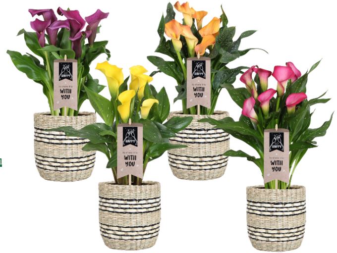 Zantedeschia mix 40cm 14cm Pot