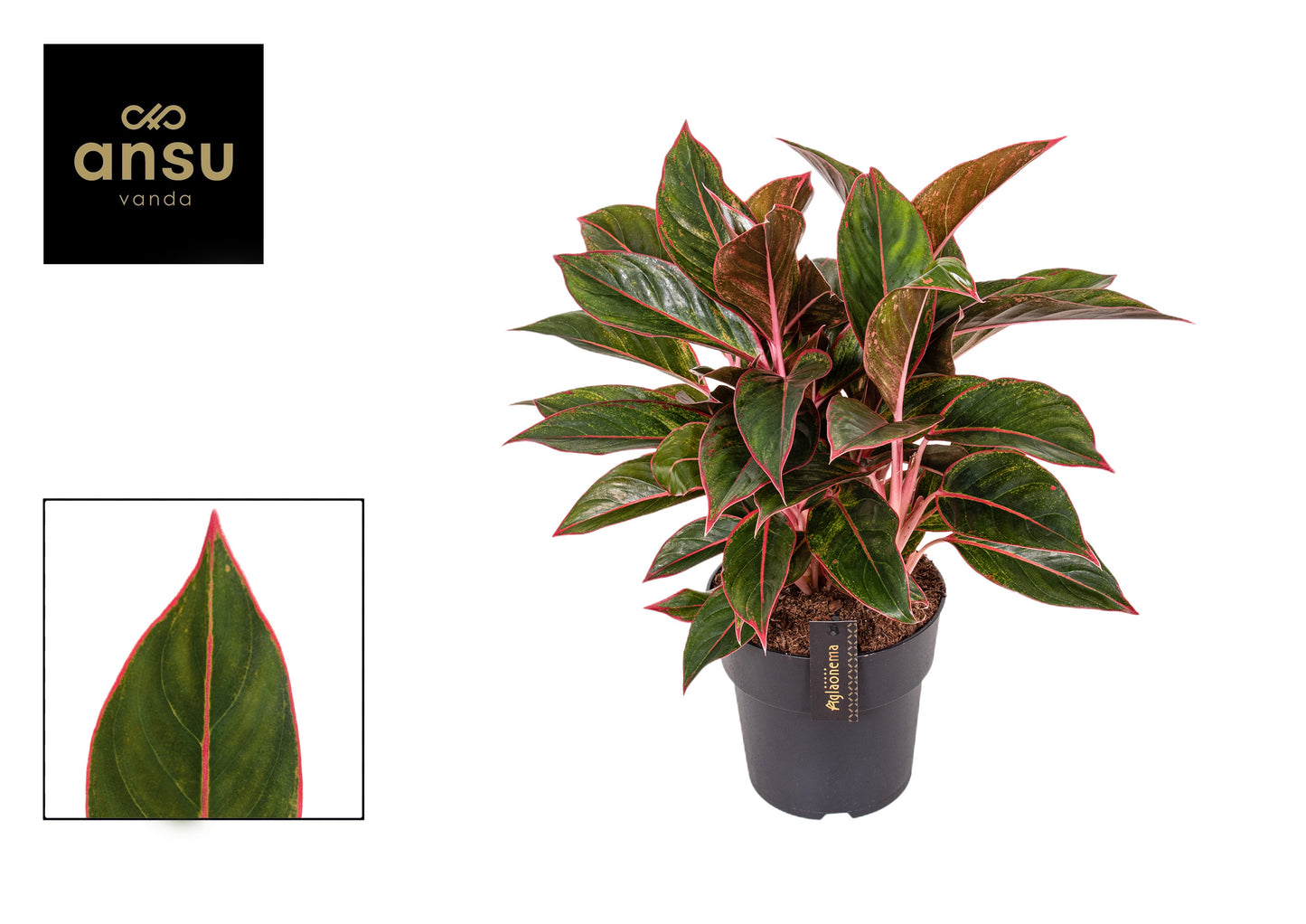 Aglaonema Jungle Red 55cm 19cm Pot