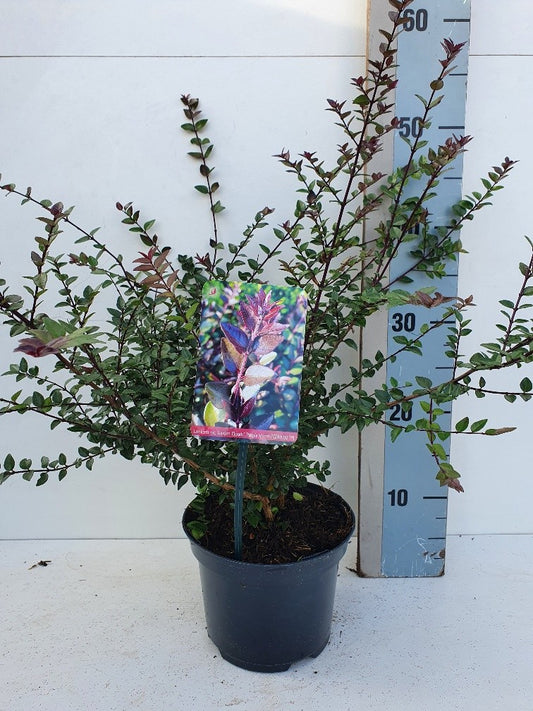 Lonicera Red Tips 20cm 17cm Pot
