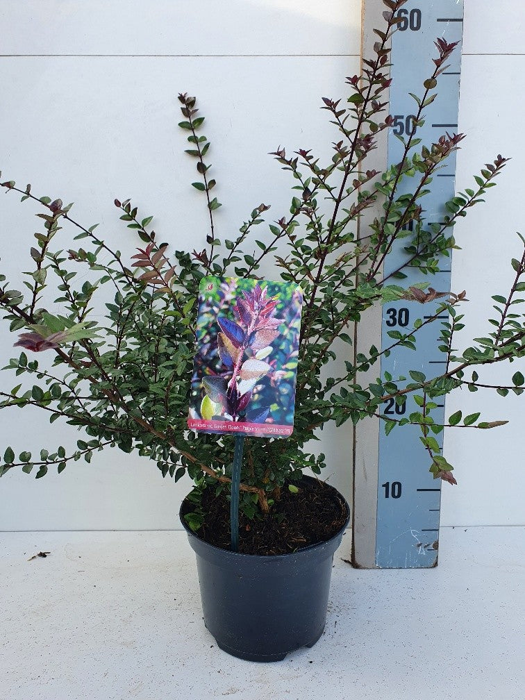 Roessel Tuinpl. VOF, B. v. Lonicera Red Tips Pack of 6