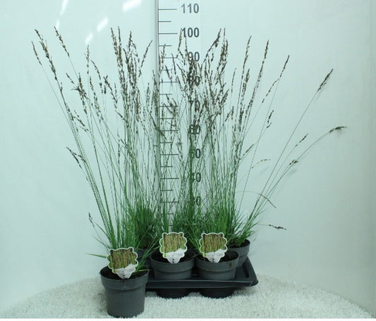 Molinia caerulea mix 90cm 17cm Pot