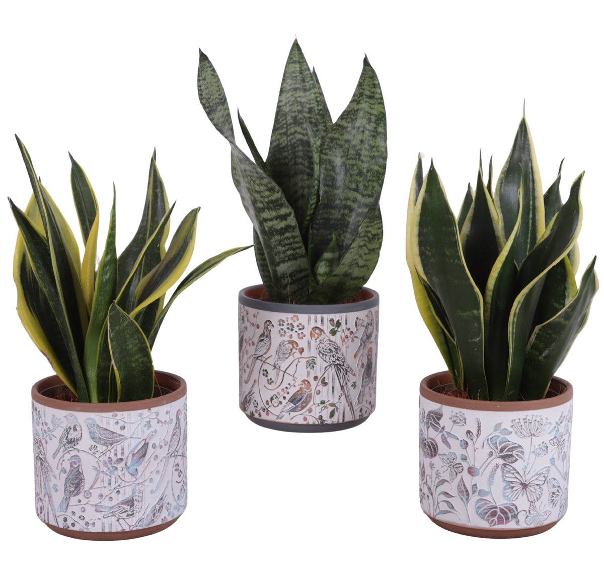 Sansevieria trifasciata 35cm 14cm Pot