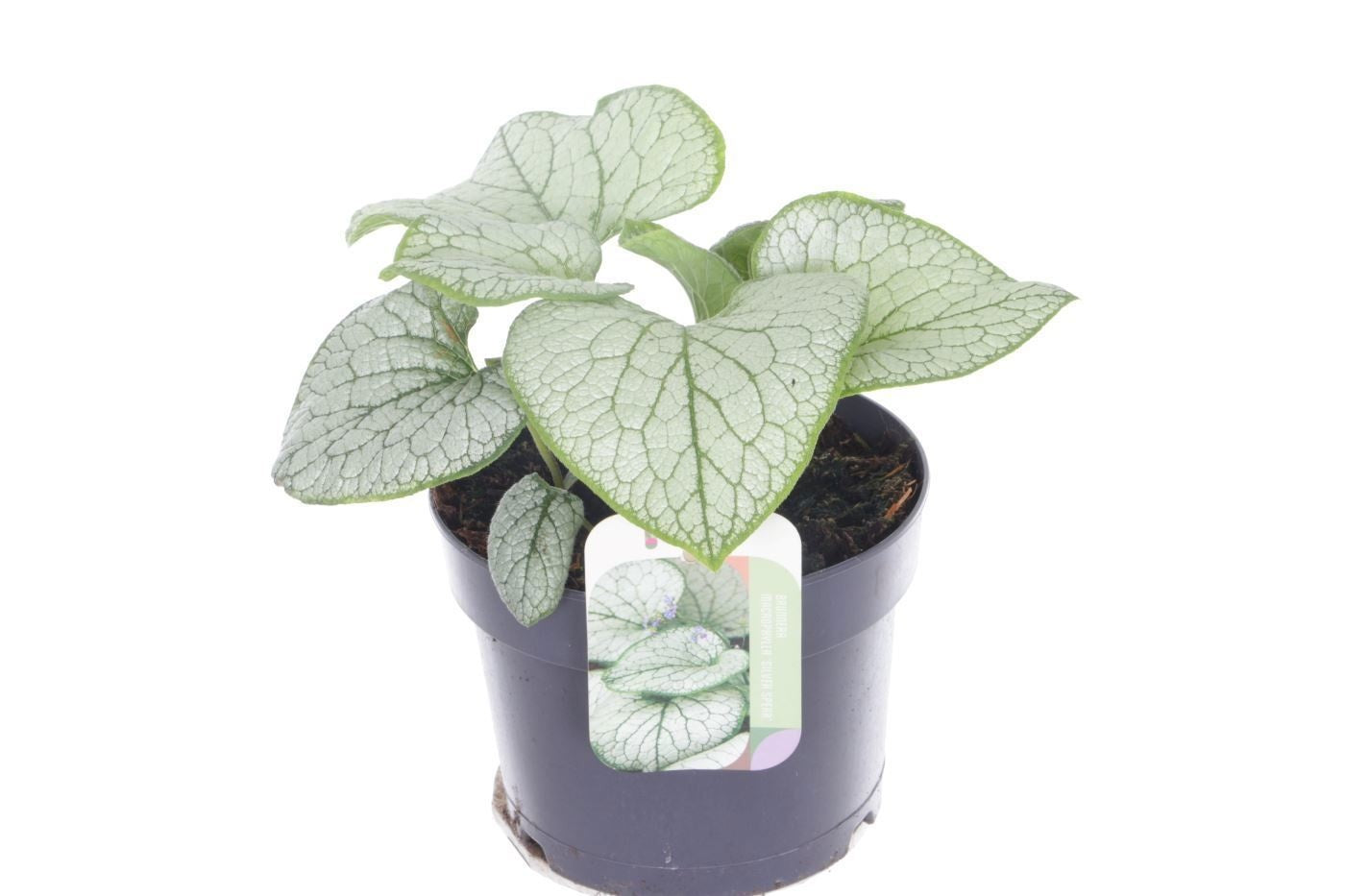 Brunnera macrophylla 25cm 17cm Pot