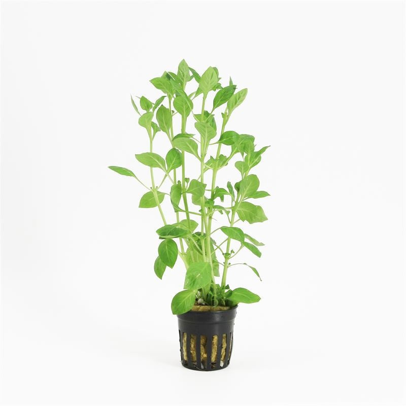 Aquarium plant mix 10cm 5cm Pot