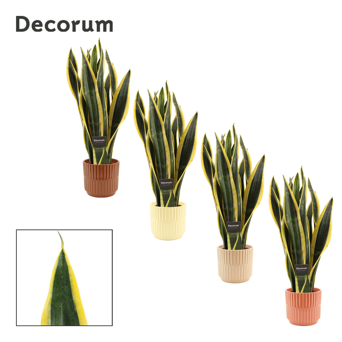Sansevieria Black Gold 48cm 12cm Pot