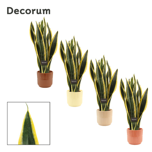 Sansevieria Black Gold 48cm 12cm Pot