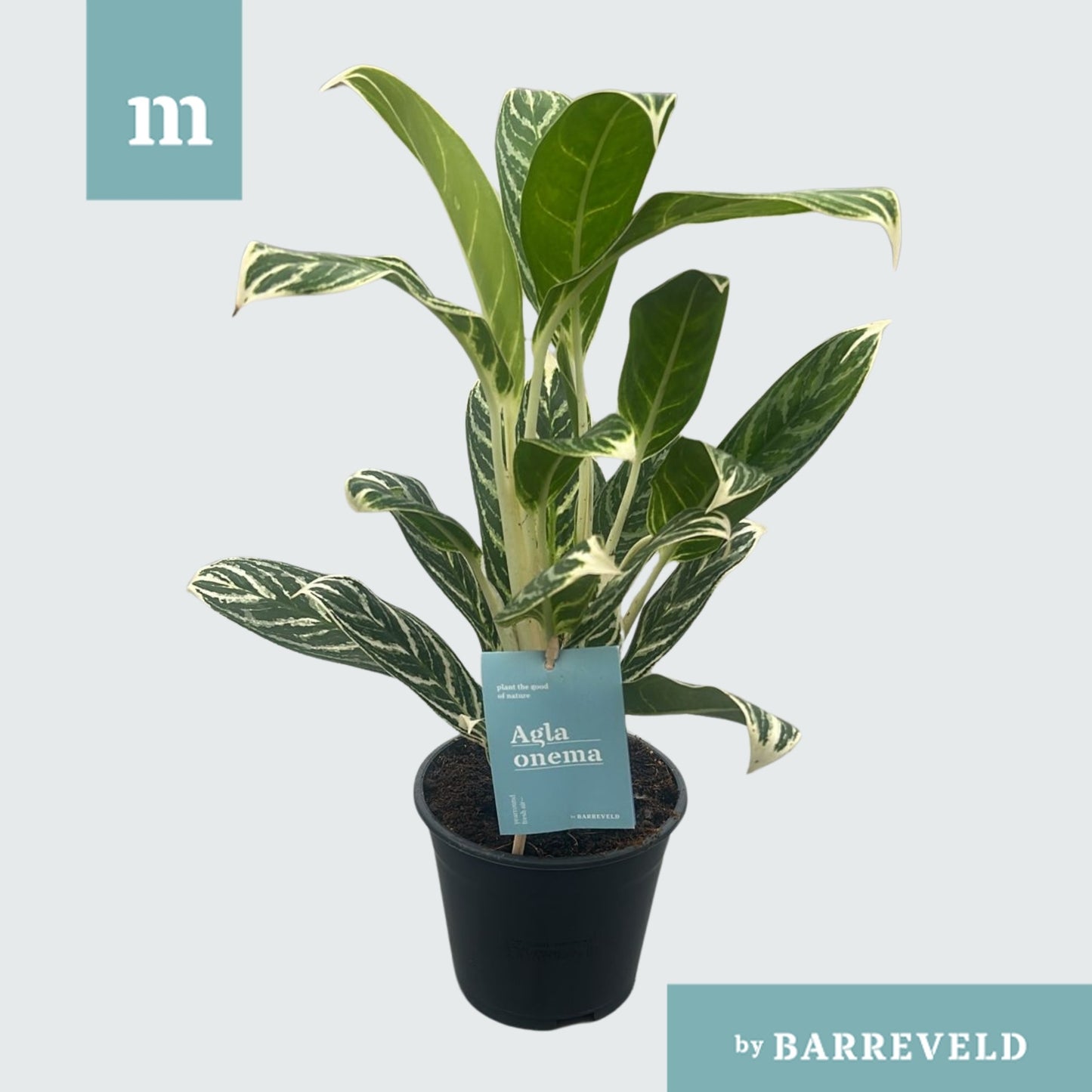 Aglaonema Ivy Green 35cm 14cm Pot