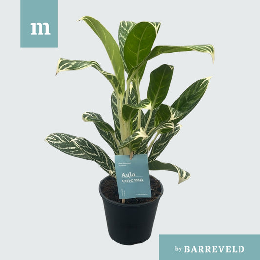 Aglaonema Ivy Green 35cm 14cm Pot
