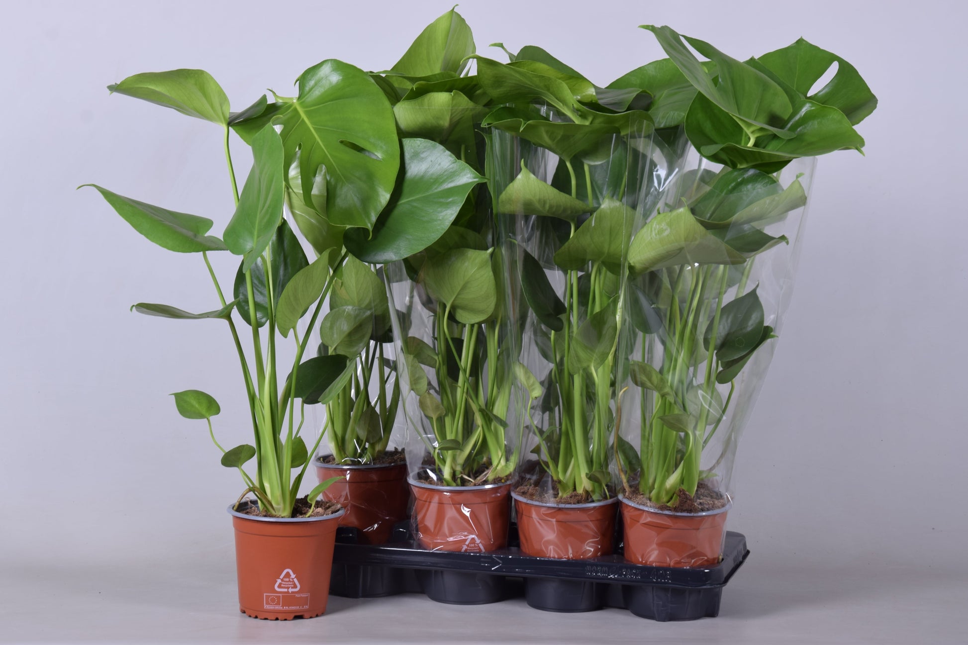 Monstera deliciosa 55cm 14cm Pot
