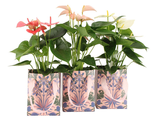 Anthurium mix 45cm 12cm Pot