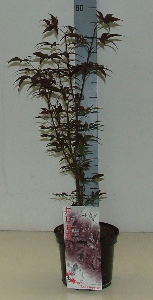 Acer Red Emperor 60cm 19cm Pot