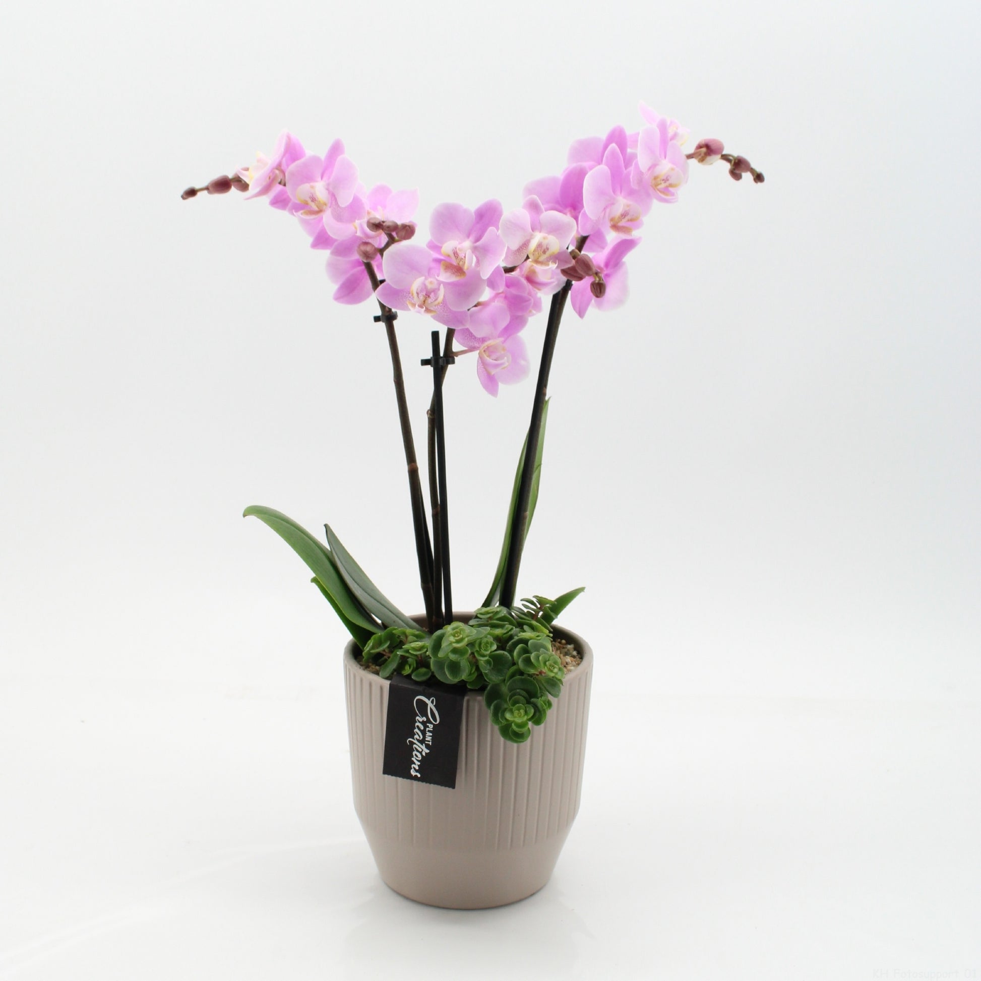 PHAL-2657RZ Phalaenopsis creatie 45cm 14cm Pot