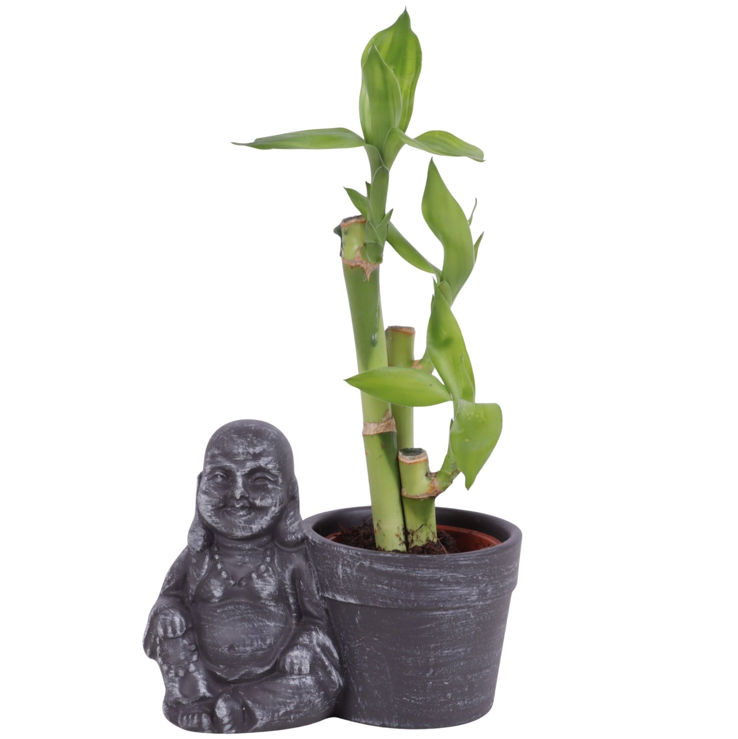 Drac. Lucky Bamboo 25cm 13cm Pot