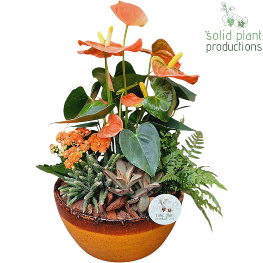 AT083 Olivia Orange Anthurium 40cm 24cm Pot