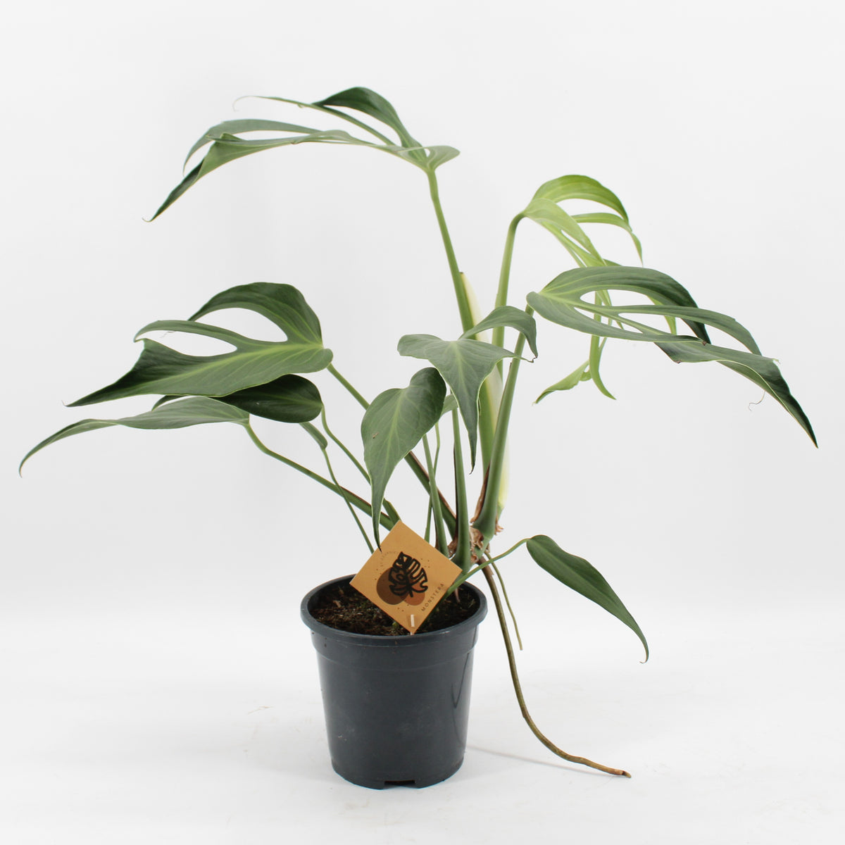 Zeur Niet, kwekerij Monstera Burle Marx Flame Pack of 6