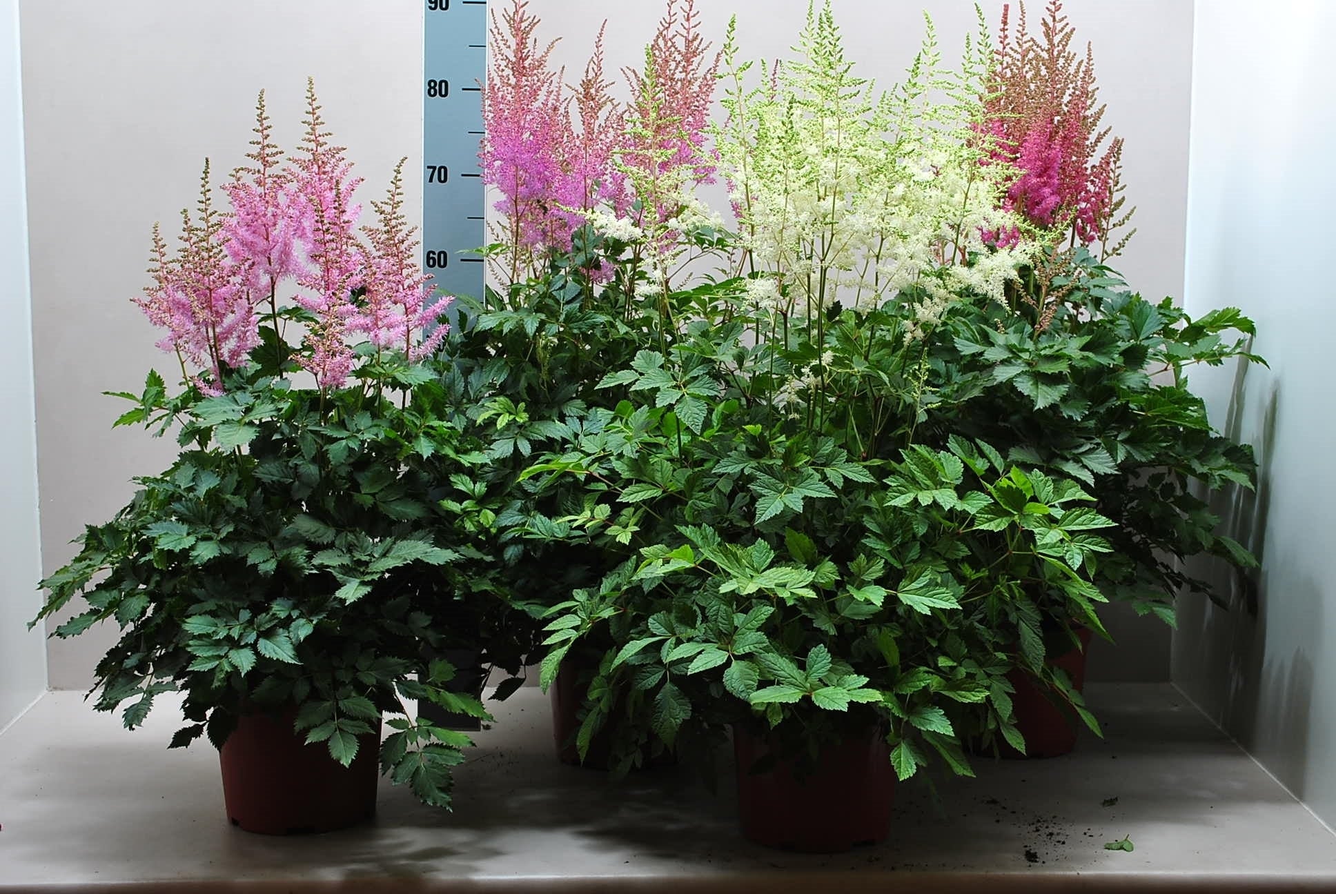 Astilbe mix 80cm 21cm Pot