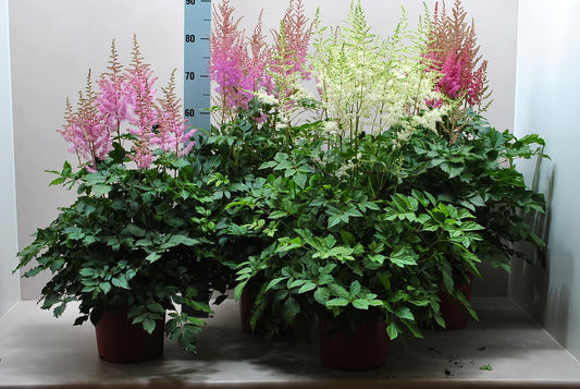 Astilbe mix 80cm 21cm Pot