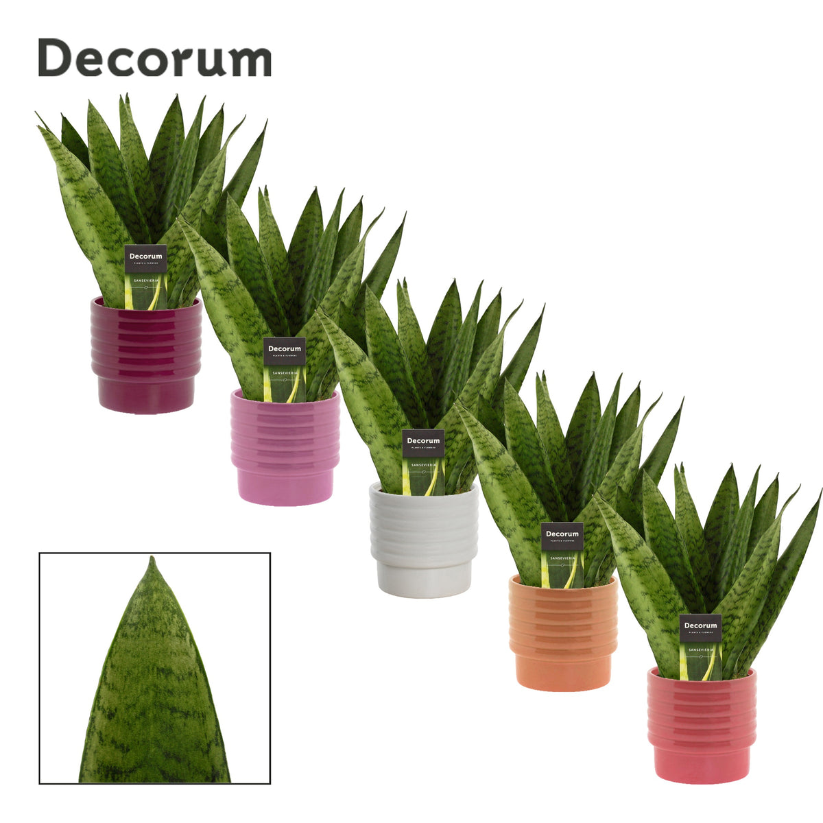 Sansevieria Zeylanica 35cm 12cm Pot