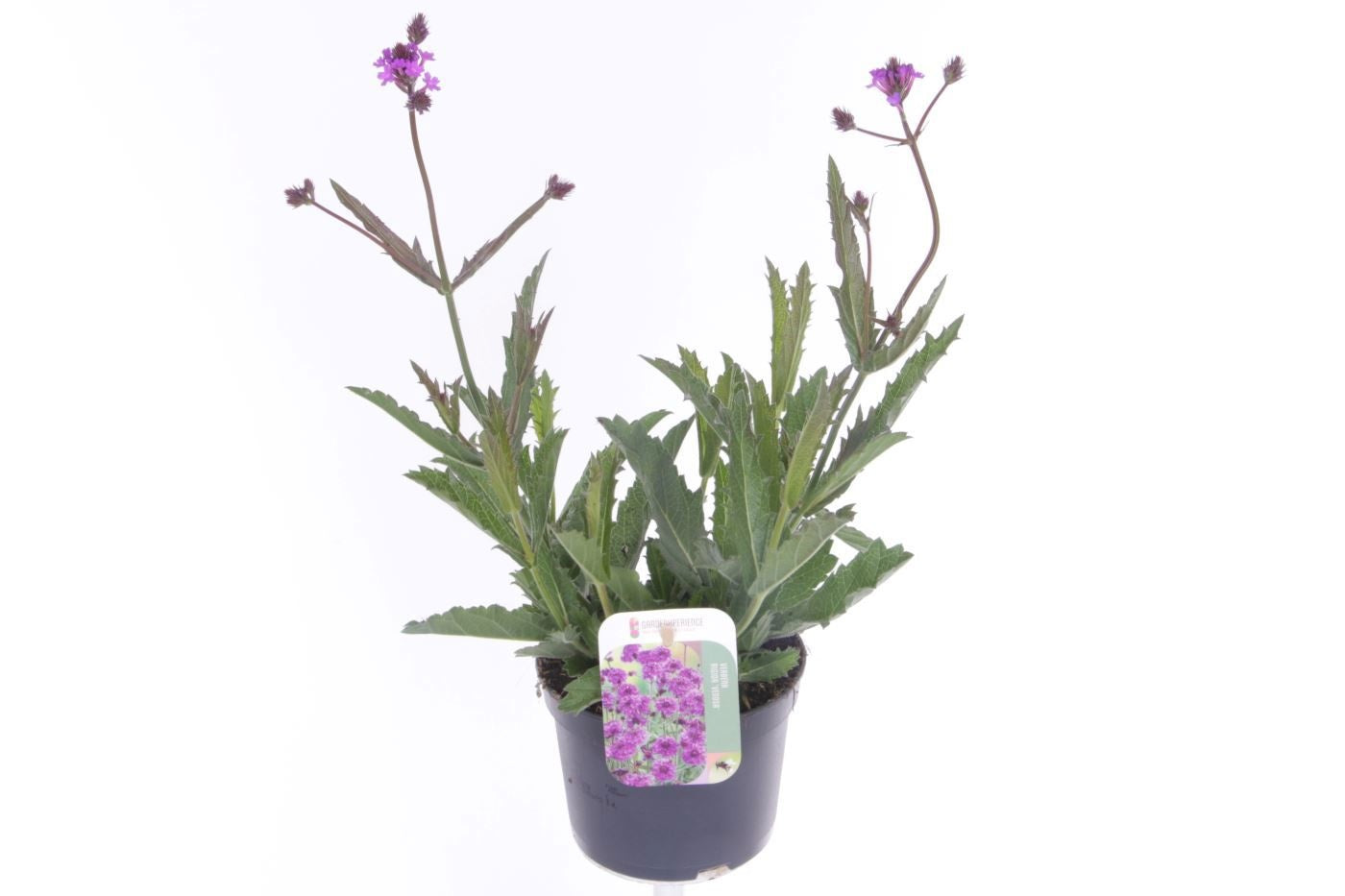 Verbena rigida 40cm 13cm Pot