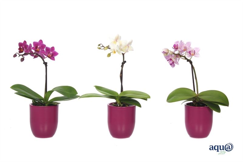 Phalaenopsis hybrid 17cm 6cm Pot