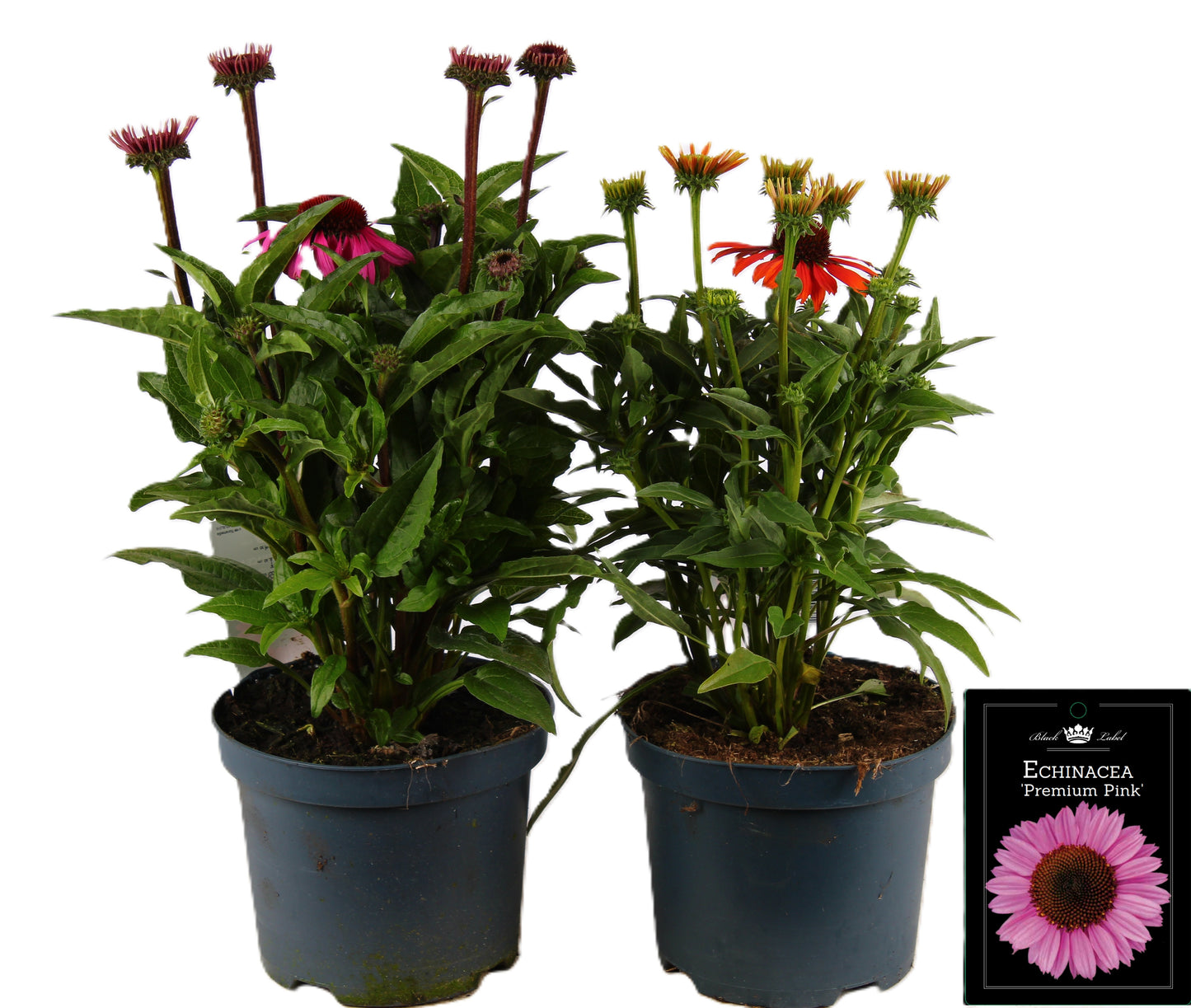 Echinacea Sunseekers mix 50cm 19cm Pot