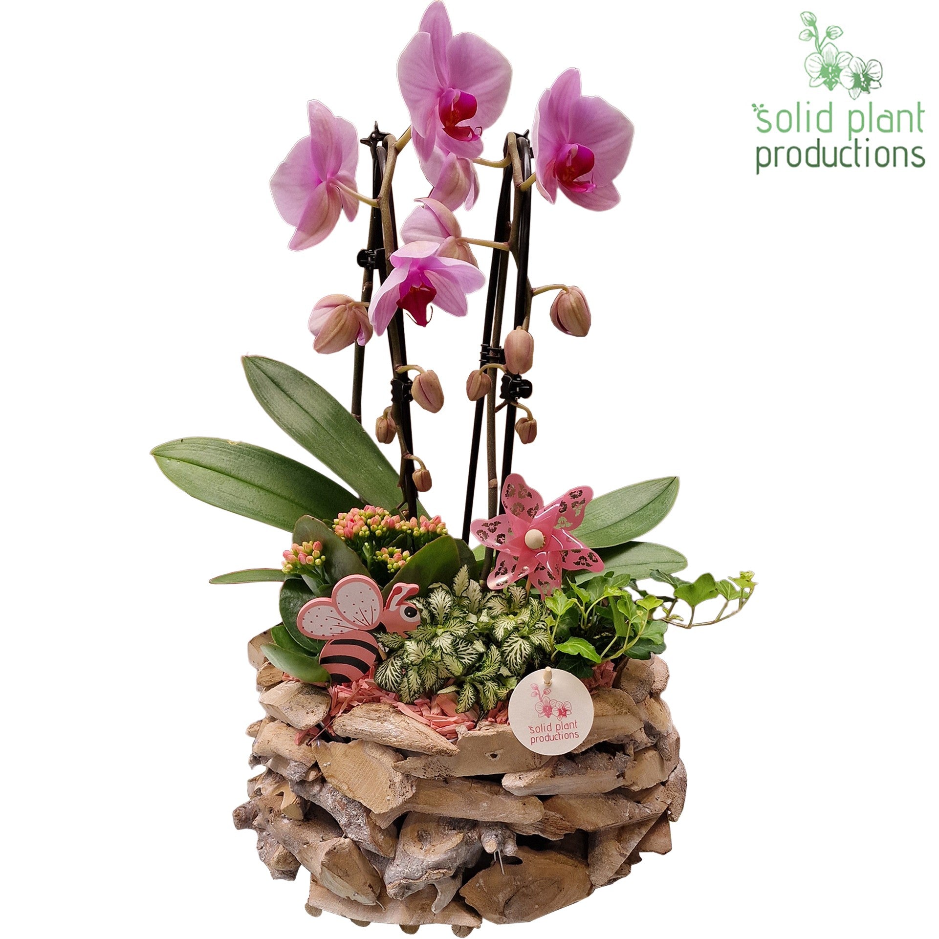 PH008P Driftwood White Washed Summer Pink 50cm 31cm Pot