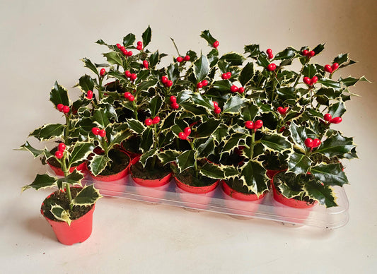 Ilex Argentea Marginata 10cm 6cm Pot