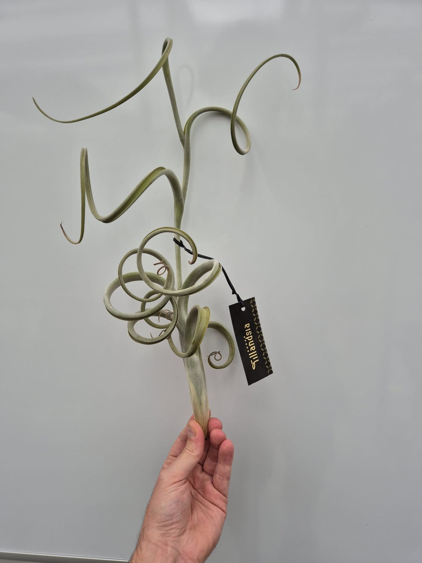 Tillandsia ionantha 35cm 18cm Pot