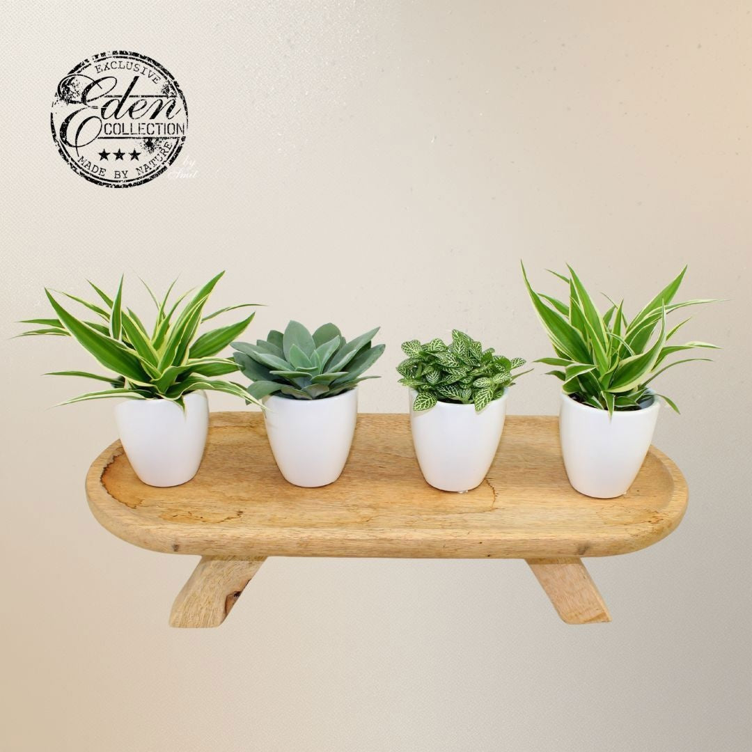 Foliage houseplants mix 18cm 6cm Pot