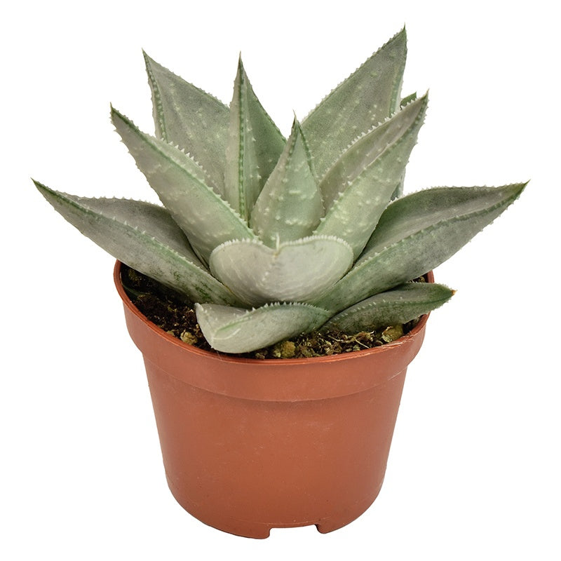Haworthia Savanna 10cm 6cm Pot
