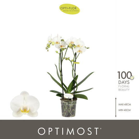 Phalaenopsis multiflora white 45cm 12cm Pot
