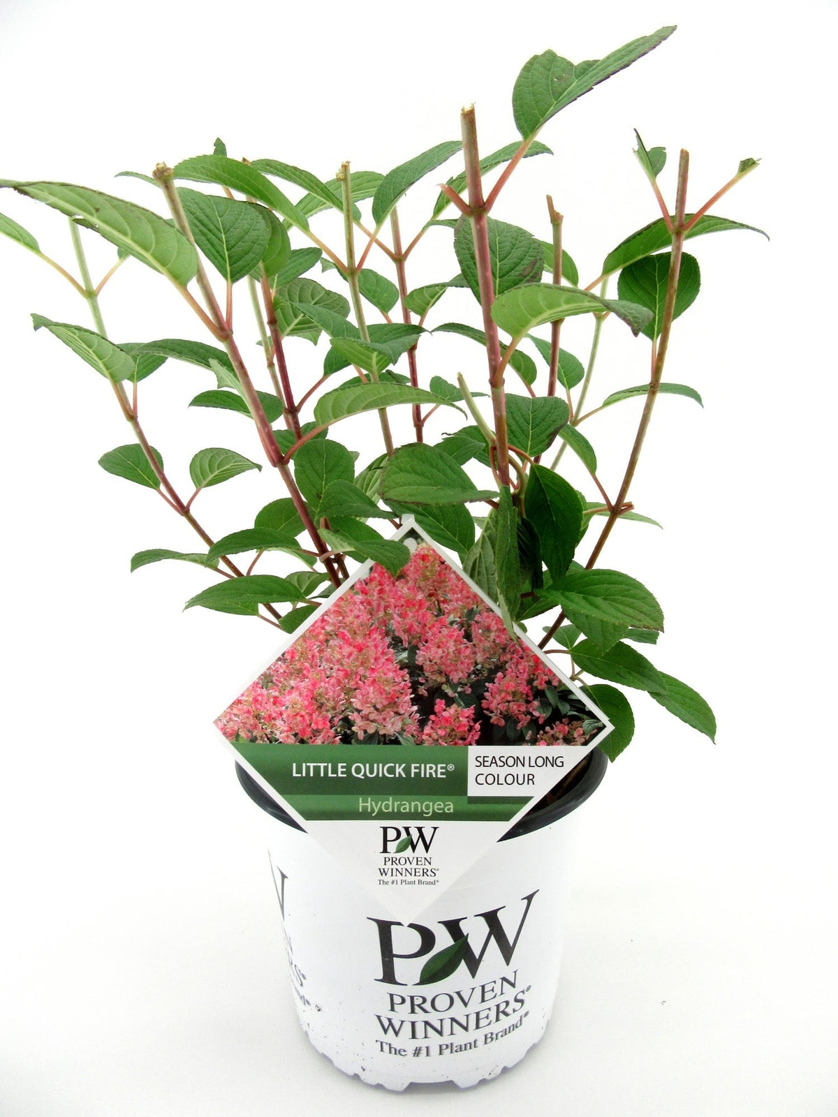 Hydrangea paniculata 40cm 19cm Pot