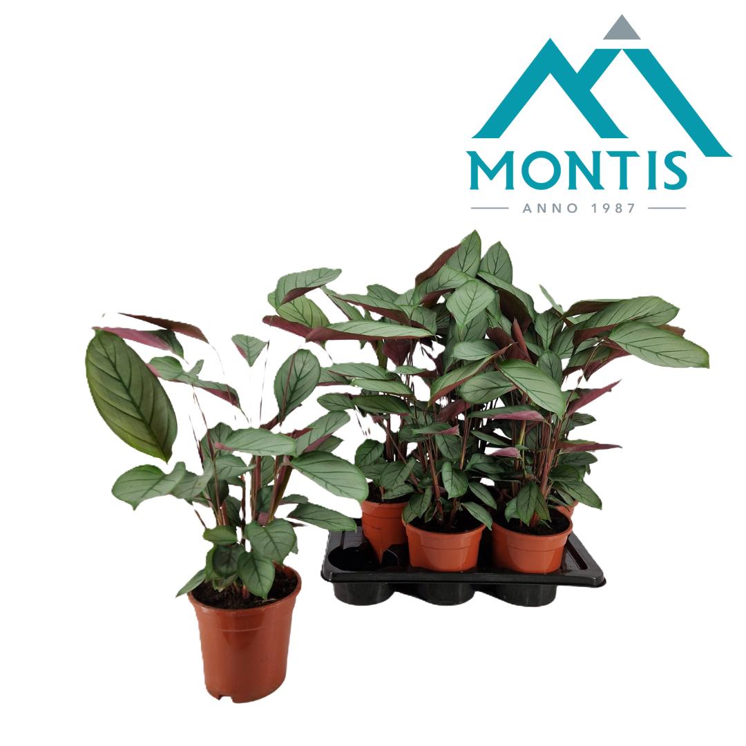 Montis-Zuidplas BV Ctenanthe Hybrid Pack of 6