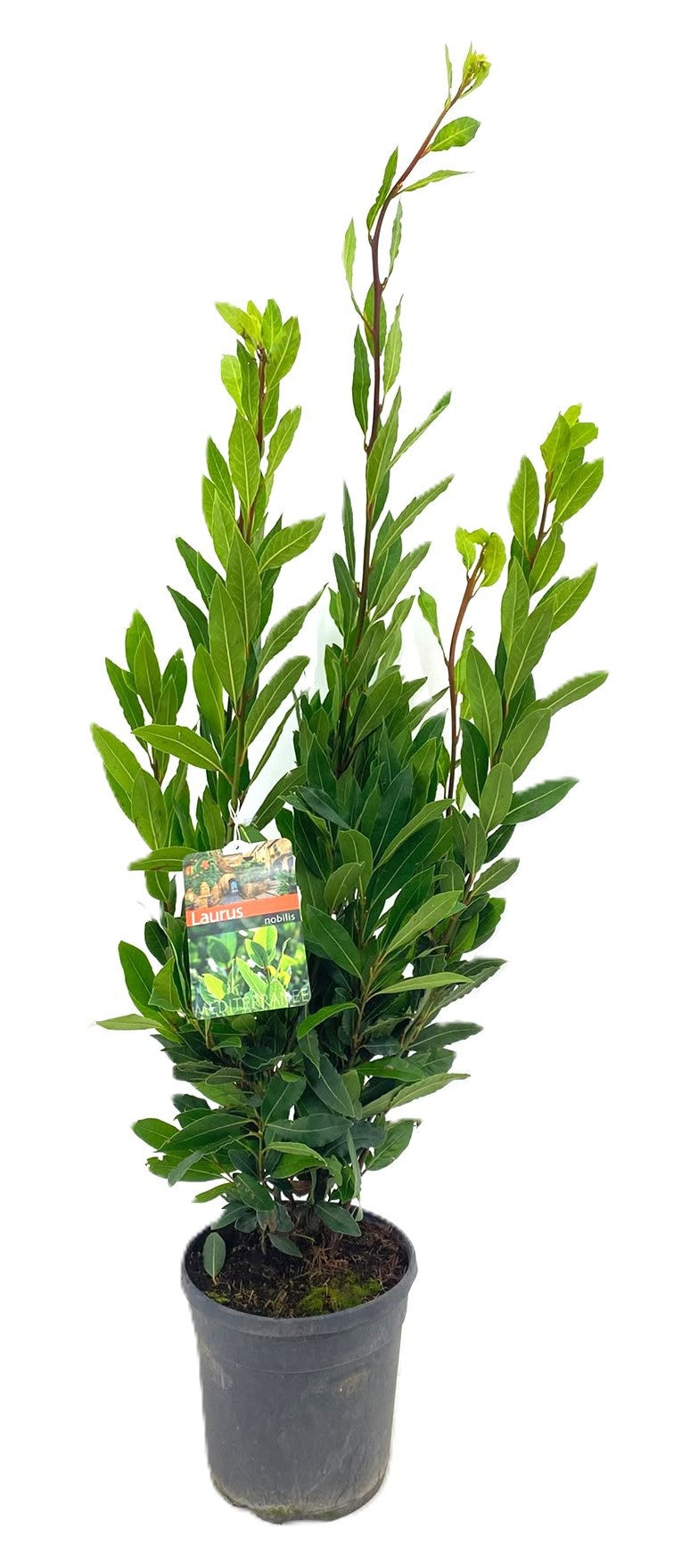 Laurus nobilis 110cm 21cm Pot