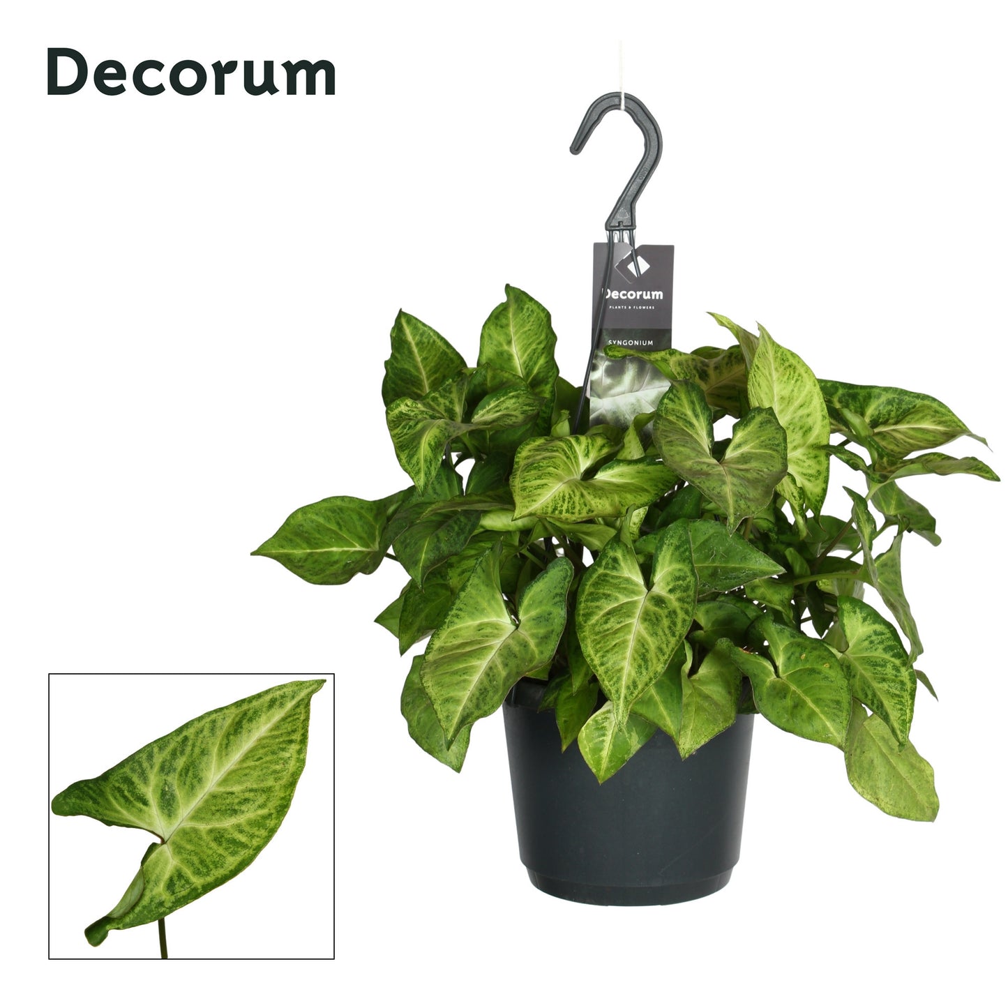 Syngonium Arrow 40cm 17cm Pot