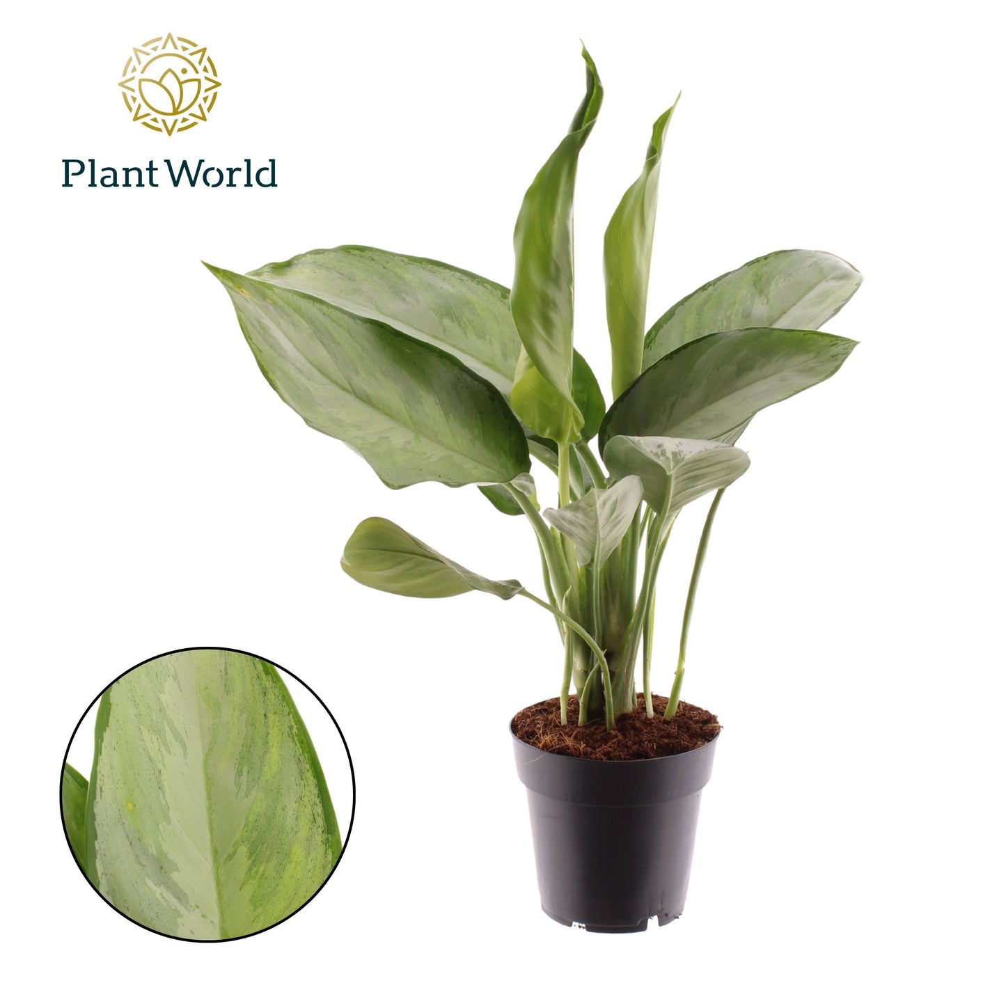 Aglaonema Silverado 45cm 14cm Pot