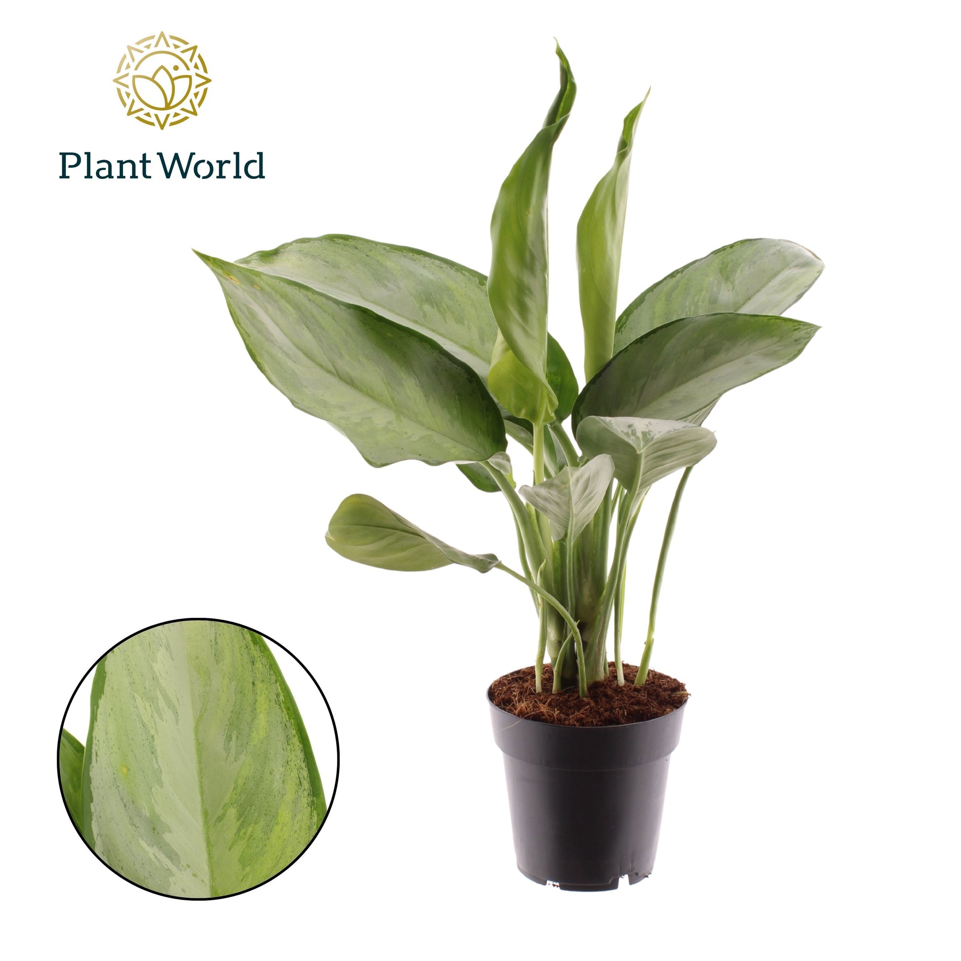 Aglaonema Silverado 45cm 14cm Pot