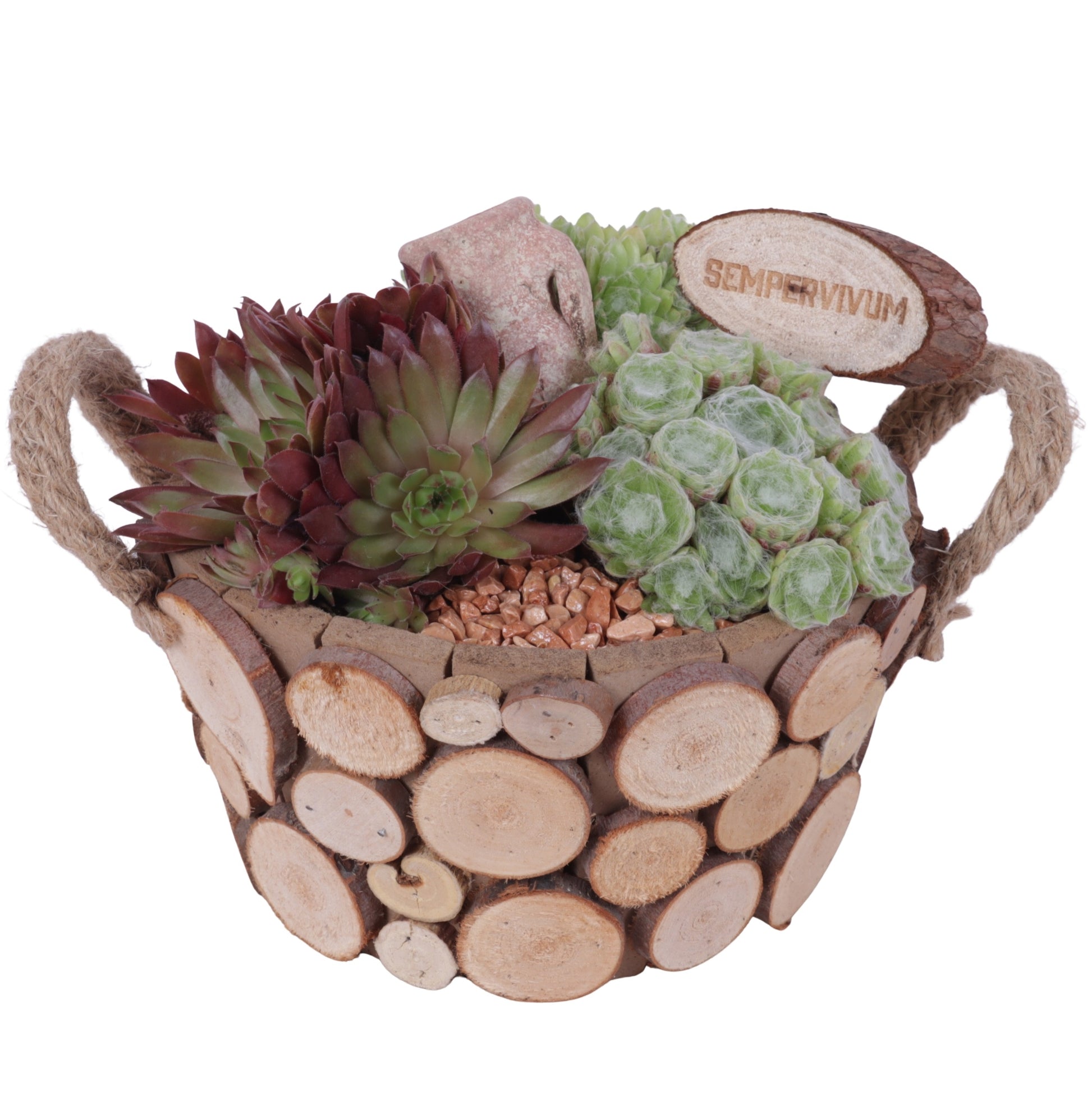 arr. Sempervivum 20cm 22cm Pot