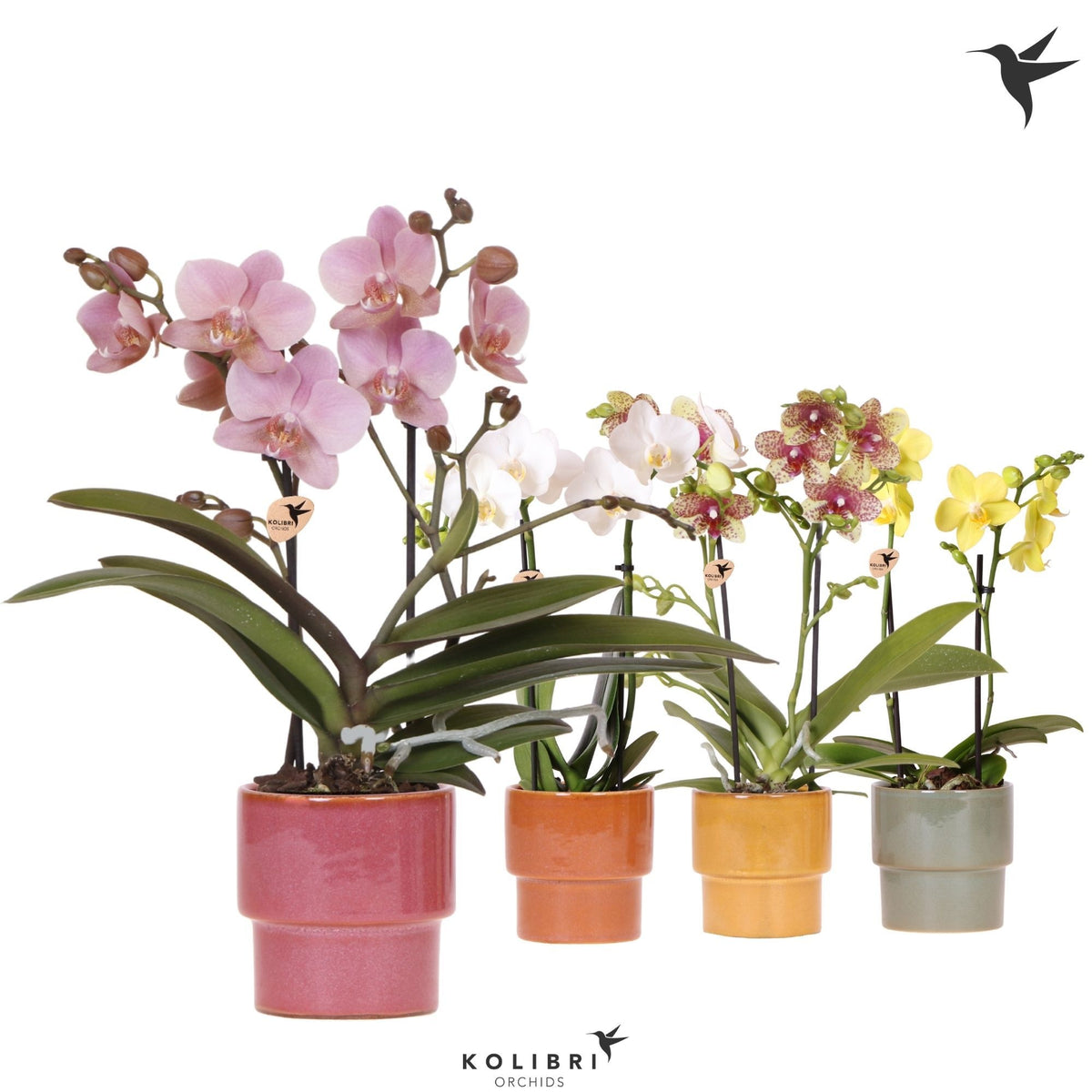 Phalaenopsis mix 40cm 9cm Pot